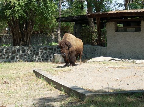 Free photo: Surabaya Zoo - Habitat, House, Island - Free Download - Jooinn