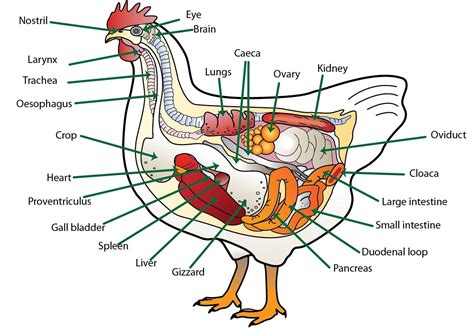 Chicken Cannibalism Colored Prevent Bloodlust Ofcoursethatsathing - rockytoplogfurniture