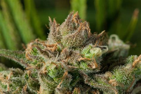 Blue Dream Cannabis – Taste & Smell