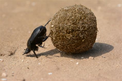 How Dung Beetles Improve Farm Health