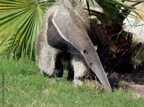 Anteater looking/Giant anteater eating ants off the ground Stock Photo ...