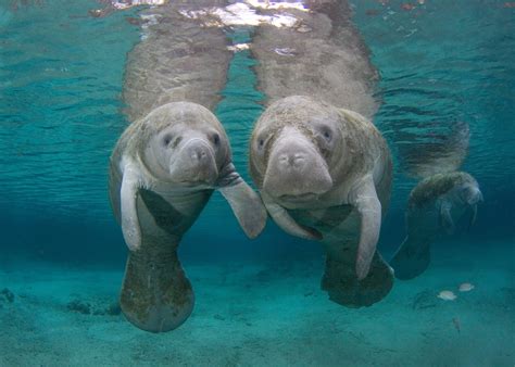 “Lettuce” Help Feed the Manatees – Manatee Coffee