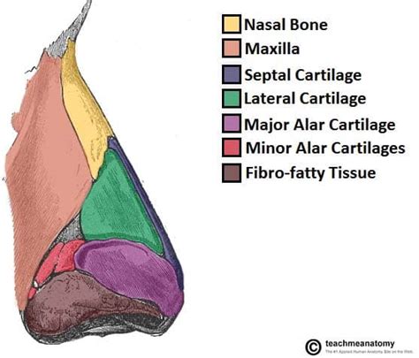 The Nasal Skeleton - Bones - Cartilage - Fractures - TeachMeAnatomy