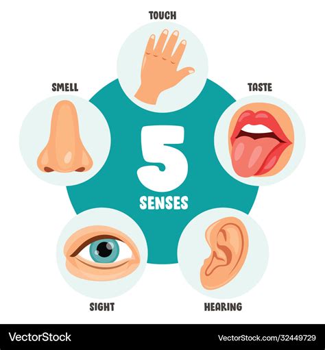 Five senses concept with human organs Royalty Free Vector