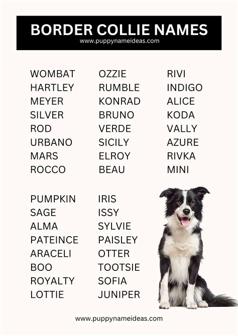 465+ Border Collie Names (With Meanings)