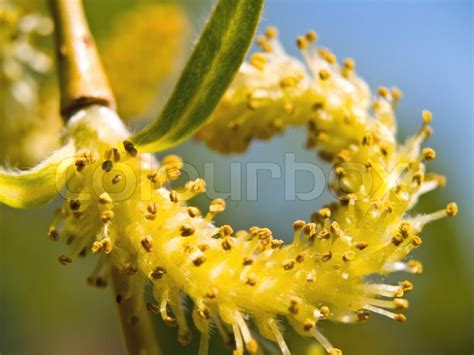 Weeping willow seeds in the spring time | Stock image | Colourbox