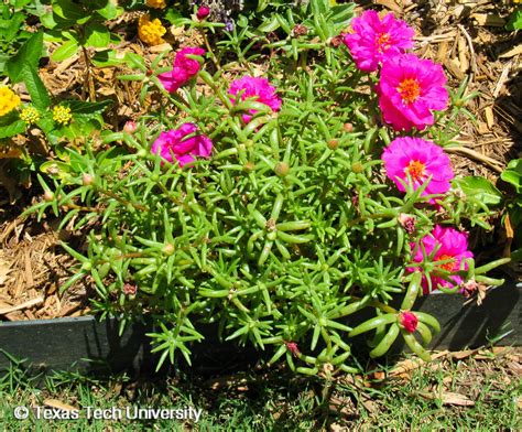 Outsidepride Portulaca Moss Rose Spreading, Succulent, Heat Drought ...