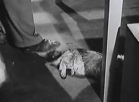 Malice in the Palace (1949) - Cinema Cats