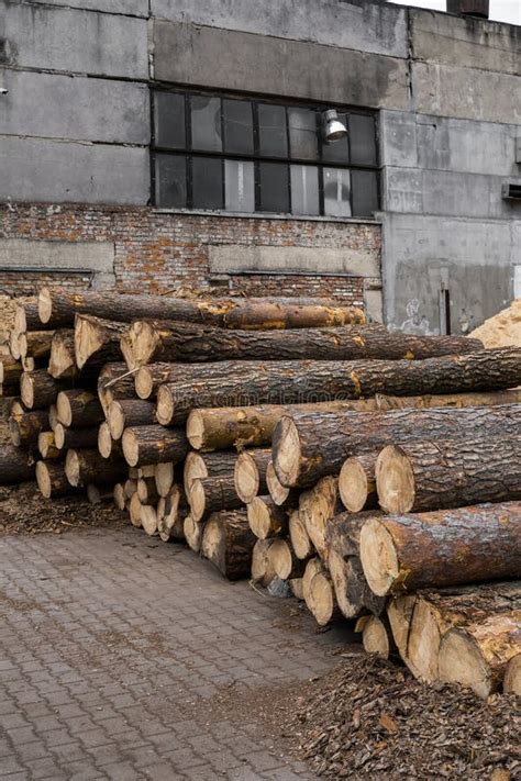 A Pile of Logs Lie on a Forest Platform, a Sawmill. Processing of Timber at the Sawmill. Stock ...