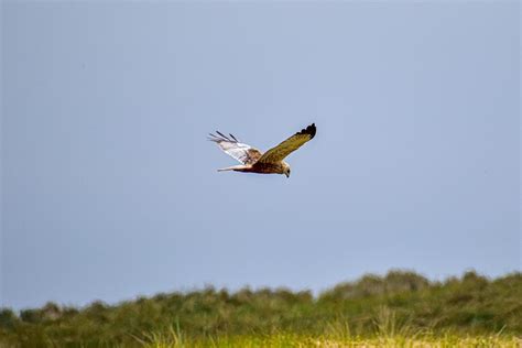 Rough-Legged Buzzard Bird Flying - Free photo on Pixabay - Pixabay