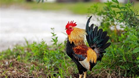 Hình ảnh con gà trống đẹp nhất Live Wallpapers, Roosters, Artist ...