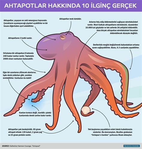 Ahtapotlar ve İlginç Özellikleri: Dünyanın En Zeki Omurgasızları ile ...