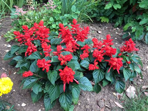 Salvia Garden Trees, Trees To Plant, Flower Garden, Salvia, Red Flowers ...