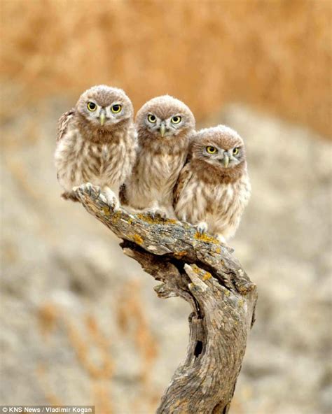 My Visions towards Life and the World: Little Cute Owls Hug For Their ...