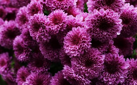 Purple Chrysanthemums wallpaper | 1920x1200 | #23466