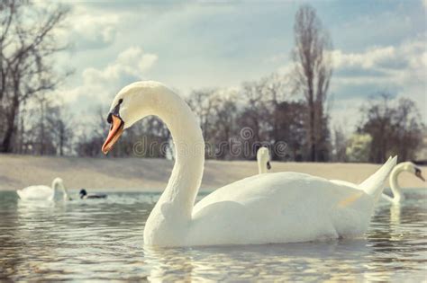 Swans swimming in the lake stock photo. Image of water - 107120948