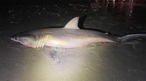 Great white shark washes ashore in North Myrtle Beach