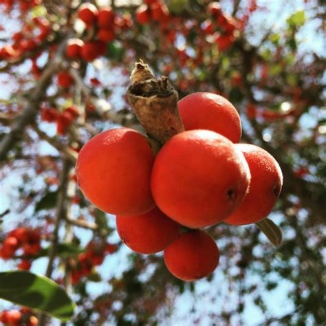 Banyan Tree Seeds (Ficus benghalensis)