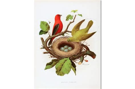 Nests & Eggs: Scarlet Tanager – DIY Homeschooler