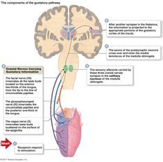 The Gustatory system is responsible for our sense of taste. Taste is very important to all, as ...