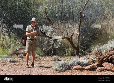 Australia, NT, Alice Springs. Alice Springs Desert Park. Park ranger ...