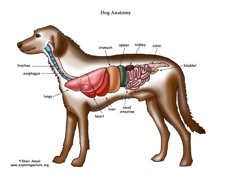 Dog Anatomy (Thoracic and Abdominal Organs)