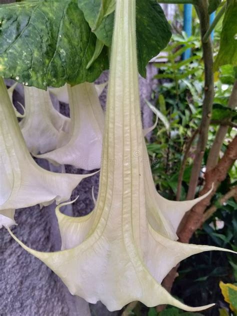 Brugmansia Arborea, Angel S Trumpet, or in Indonesia Called Kecubung is a Species of Flowering ...