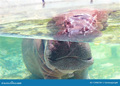 Hippo Under Water Show Its Ears and Eyes in Zoo Aquarium with Sun Light ...