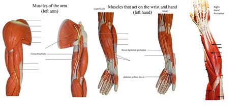 Arm Muscles Diagram / Muscles Of The Lower Arm And Hand Human Anatomy ...