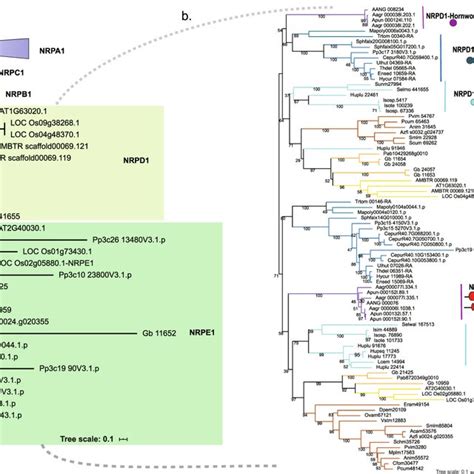 Phylogeny of Archaeplastida showing the species included in this... | Download Scientific Diagram