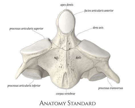 Axis. Frontal view | Cervical vertebrae, Vertebrae, Anatomy