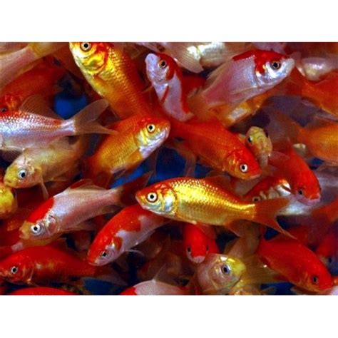 3 inch Feeder Goldfish (125 pack) – Live Feeder Fish