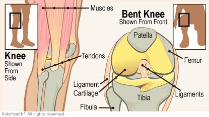 Knee Injuries (for Parents) | Nemours KidsHealth