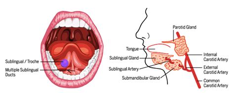 Direct Sublingual THC Dosing Guide ???? [New Research] | Ardent Cannabis