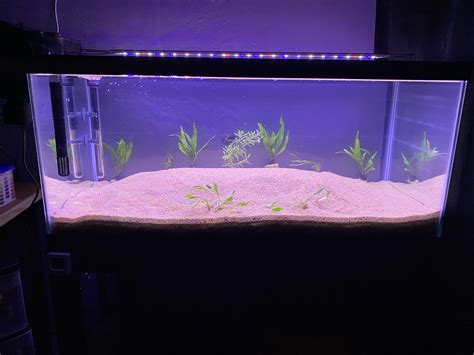 What Corys would u add in this 40 gallon tank? : r/corydoras