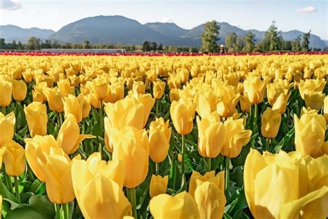 Wander the tulip fields in Chilliwack: Tulips of the Valley | Non Stop ...