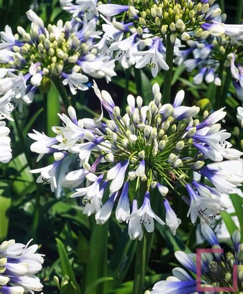 AGAPANTHUS TWISTER ® - Vivai Marche