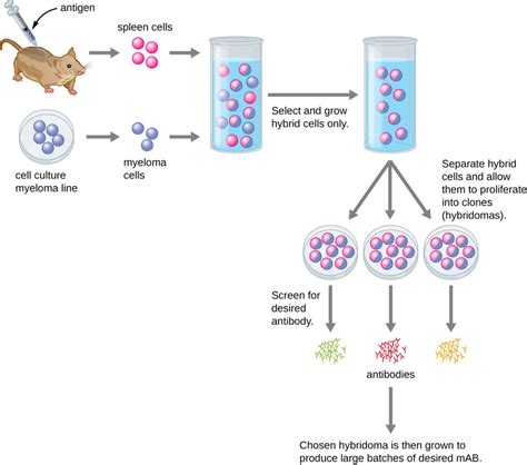 Polyclonal and Monoclonal Antibody Production | Microbiology