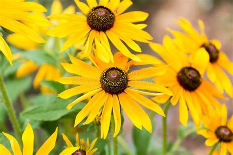 Yellow Rudbeckia Flower in Garden Stock Photo - Image of daisy, brown: 47513720