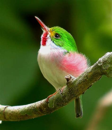 A Mighty Mix Of Colors In Such A Tiny Body – Meet The Cuban Tody