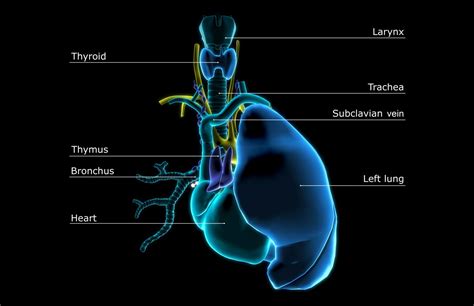 Learn About the Thymus Gland