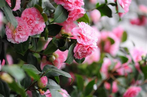 10 Plants to Brighten Your Winter Landscape