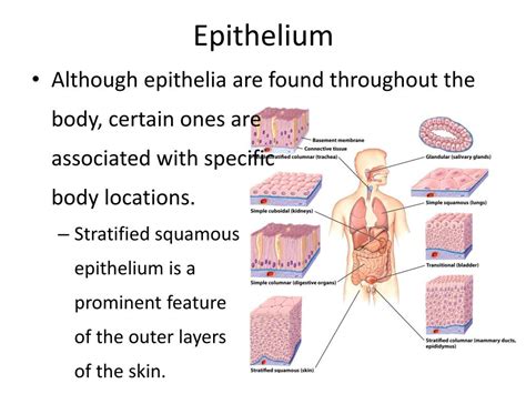 PPT - Epithelium PowerPoint Presentation, free download - ID:2439694