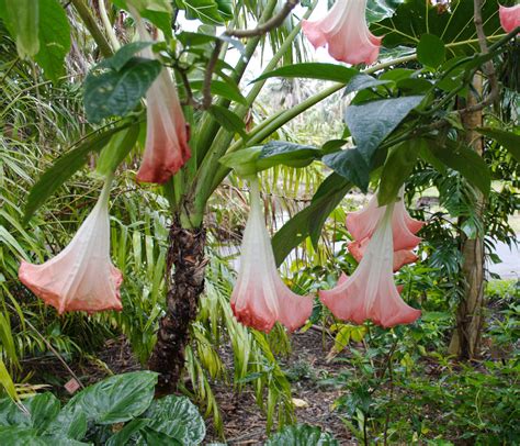 Fairchild Tropical Botanic Garden Blooms: Free Photo Friday - Lucy Tobias