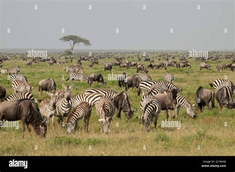 Serengeti Migration, Tanzania Stock Photo - Alamy