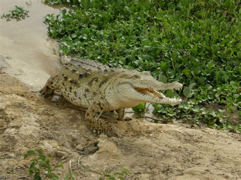 Orinoco Crocodile (Crocodylus intermedius)