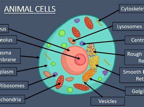 Cell Structure - A Level Biology | Teaching Resources