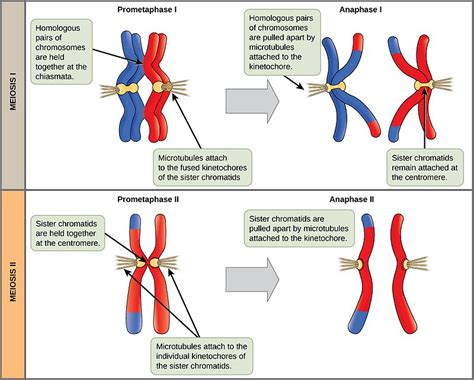 Difference Between Metaphase 1 and 2 | Compare the Difference Between ...