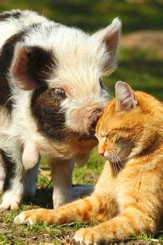 32 Unlikely Animal Friends ideas | animals friends, unlikely animal friends, animals friendship