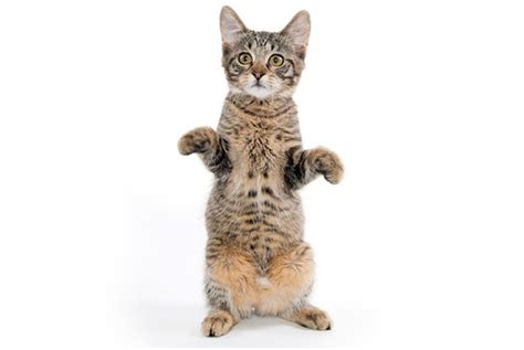 Do cats have strong legs? - Quora